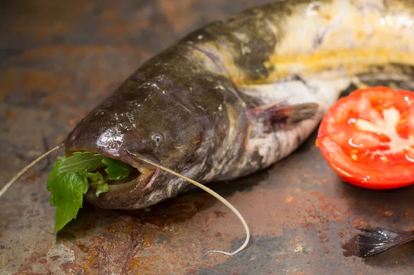 Poisson-chat cru sur une vieille table. Gros plan. Vue du dessus — Photo