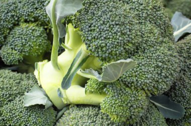 Bir çiftlikte taze brokoli yakın çekim