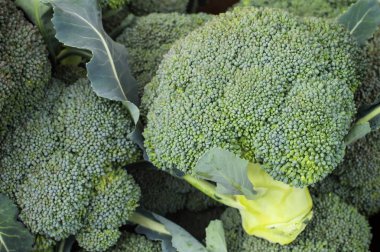 Bir çiftlikte taze brokoli yakın çekim