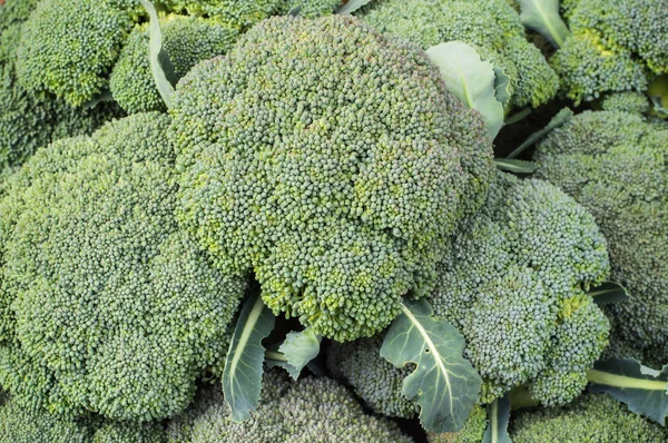 Fresh broccoli on a farm close up — Stock Photo, Image