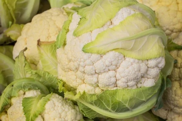 Bir çiftlikte taze karnabahar