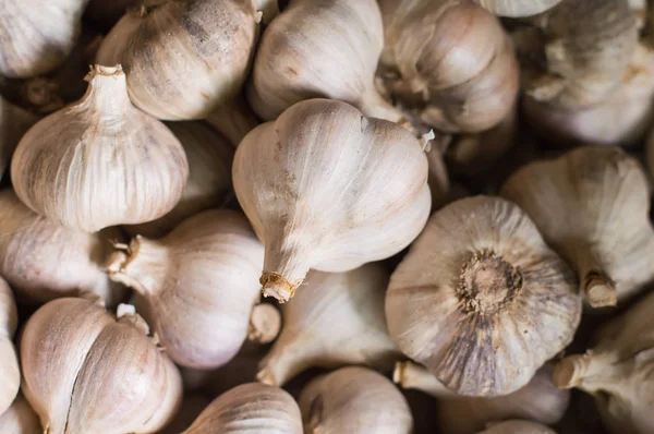 Aglio fresco in una fattoria — Foto Stock