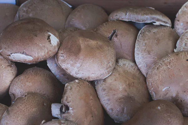 Királyi champignons. a piacon eladásra szánt barna gomba. Mezőgazdasági háttér. Felülnézet. Közeli — Stock Fotó