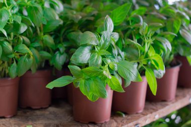 Fresh basil for sale on farmers market. Agriculture background. Close-up. Top view clipart