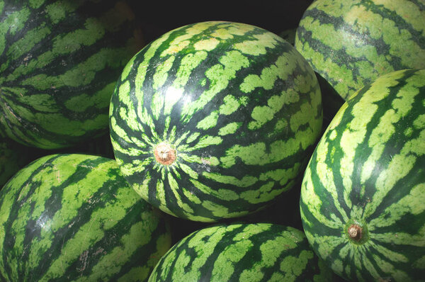 Watermelons sweet for sale on farmers market. Agriculture background. Top view. Close-up