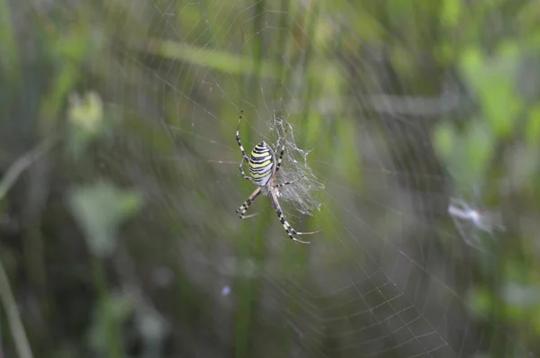 Αράχνη και ιστούς αράχνης στο φόντο πράσινο φύλλωμα — Φωτογραφία Αρχείου