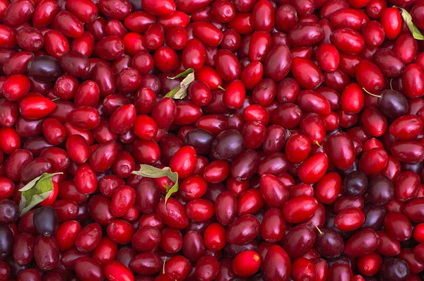 Assembled ripe dogwood. Settled background in the market. Top view — Stock Photo, Image