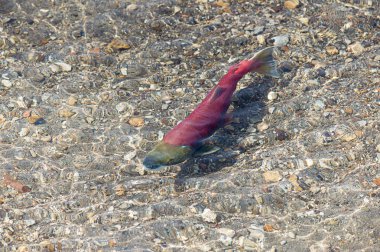 Somon Kuril gölde, Kamçatka, Rusya Federasyonu. Sualtı görüntüleme