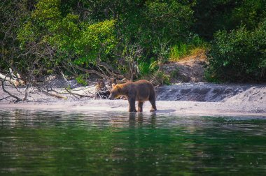 Kamçatka boz ayı erkek ayı yavrularını Kuril gölde balık yakalamak. Kamçatka Yarımadası, Rusya Federasyonu.