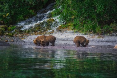 Kamchatka brown bear female and bear cubs catch fish on the Kuril lake. Kamchatka Peninsula, Russia. clipart