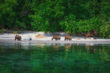 Kamchatka brown bear female and bear cubs catch fish on the Kuril lake. Kamchatka Peninsula, Russia. clipart