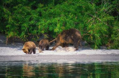 Kamchatka brown bear female and bear cubs catch fish on the Kuril lake. Kamchatka Peninsula, Russia. clipart