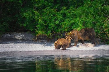 Kamchatka brown bear female and bear cubs catch fish on the Kuril lake. Kamchatka Peninsula, Russia. clipart