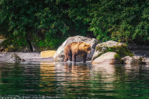 Ursul brun Kamchatka femela si puii de urs prind peste pe lacul Kuril. Peninsula Kamchatka, Rusia . — Fotografie, imagine de stoc