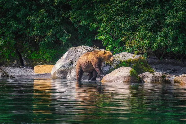 Kamchatka oso pardo hembra y cachorros de oso atrapar peces en el lago Kuril. Península de Kamchatka, Rusia . —  Fotos de Stock