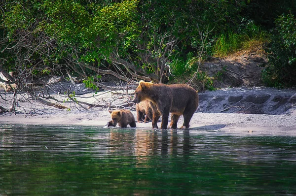 Kamchatka urso marrom fêmea e filhotes de urso pegar peixes no lago Kuril. Península de Kamchatka, Rússia . — Fotografia de Stock