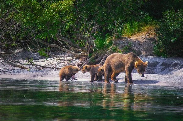 Kamchatka oso pardo hembra y cachorros de oso atrapar peces en el lago Kuril. Península de Kamchatka, Rusia . — Foto de Stock