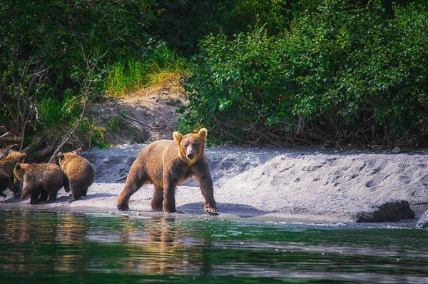 Kamčatka medvěd hnědý žena a medvědí mláďata loví ryby na Kurilské jezero. Kamčatka poloostrov, Rusko. — Stock fotografie