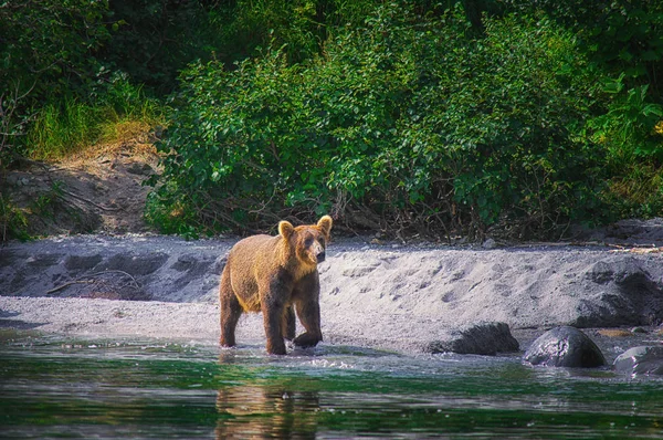Kamçatka boz ayı Kuril gölde balık yakalar. Kamçatka Yarımadası, Rusya Federasyonu.