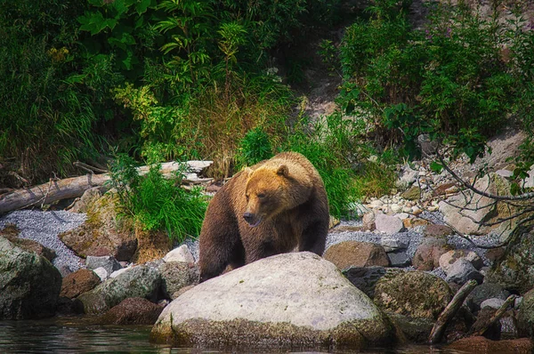 勘察的棕熊在千岛湖上捕到了鱼。勘察加半岛, 俄罗斯. — 图库照片
