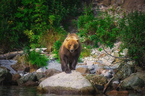 Kamchatka urso marrom pega peixe no lago Kuril. Península de Kamchatka, Rússia . — Fotografia de Stock
