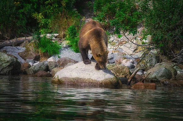 Καμτσάτκα καφέ αρκούδα πιάνει ψάρια στη λίμνη Kuril. Χερσόνησο Καμτσάτκα, Ρωσία. — Φωτογραφία Αρχείου