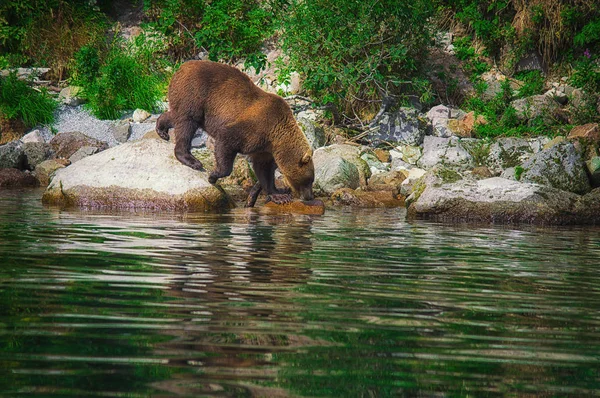 カムチャッカのヒグマは、千島湖の魚をキャッチします。カムチャッカ半島, Russia. — ストック写真