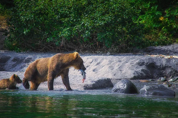 Καμτσάτκα καφέ αρκούδα θηλυκό και αντέχει cubs πιάσει ψάρια στη λίμνη Kuril. Χερσόνησο Καμτσάτκα, Ρωσία. — Φωτογραφία Αρχείου