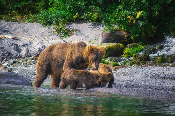 Kamchatka oso pardo hembra y cachorros de oso atrapar peces en el lago Kuril. Península de Kamchatka, Rusia . —  Fotos de Stock