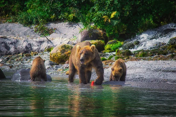 Kamchatka Braunbärenweibchen und Bärenjungen fangen Fische auf dem kuril See. kamchatka Halbinsel, Russland. — Stockfoto