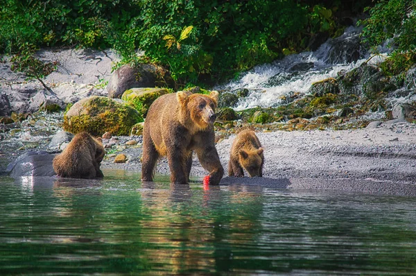 Ursul brun Kamchatka femela si puii de urs prind peste pe lacul Kuril. Peninsula Kamchatka, Rusia . — Fotografie, imagine de stoc