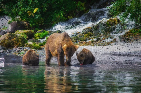 Kamchatka Braunbärenweibchen und Bärenjungen fangen Fische auf dem kuril See. kamchatka Halbinsel, Russland. — Stockfoto