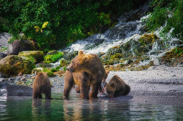 Kamchatka urso marrom fêmea e filhotes de urso pegar peixes no lago Kuril. Península de Kamchatka, Rússia . — Fotografia de Stock