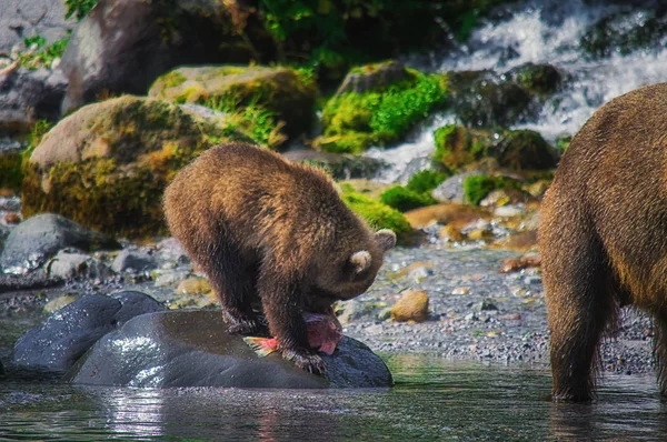 Kamtjatka brun Björn hona och Björn ungar fånga fisk på sjön Kuril. Kamtjatka, Ryssland. — Stockfoto