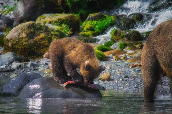 Kamtjatka brun Björn hona och Björn ungar fånga fisk på sjön Kuril. Kamtjatka, Ryssland. — Stockfoto