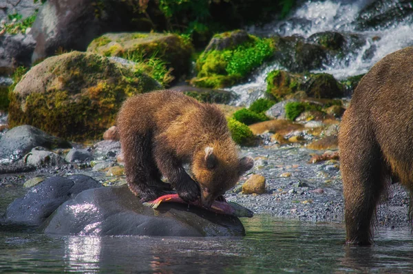 Kamchatka urso marrom fêmea e filhotes de urso pegar peixes no lago Kuril. Península de Kamchatka, Rússia . — Fotografia de Stock