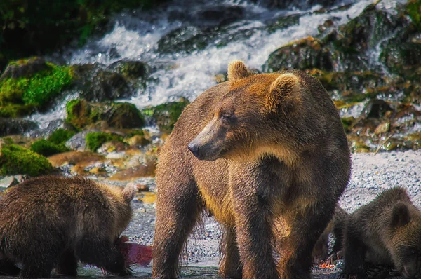 在千岛湖上, 勘察的棕熊雌性和熊崽捉鱼。勘察加半岛, 俄罗斯. — 图库照片
