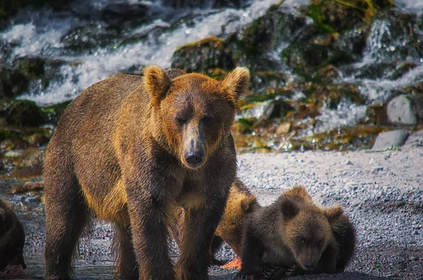 Καμτσάτκα καφέ αρκούδα θηλυκό και αντέχει cubs πιάσει ψάρια στη λίμνη Kuril. Χερσόνησο Καμτσάτκα, Ρωσία. — Φωτογραφία Αρχείου