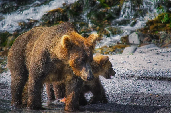 Kamchatka Braunbärenweibchen und Bärenjungen fangen Fische auf dem kuril See. kamchatka Halbinsel, Russland. — Stockfoto