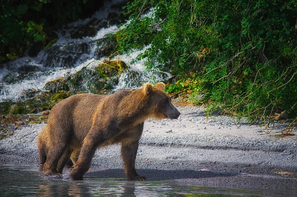 Kamchatka oso pardo captura peces en el lago Kuril. Península de Kamchatka, Rusia . —  Fotos de Stock