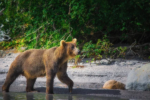 Kamtsjatka bruine beer vangt vis op de Koerilen Lake. Kamtsjatka, Rusland. — Stockfoto
