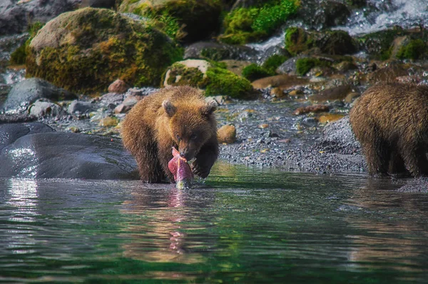 Kamchatka brown bear female and bear cubs catch fish on the Kuril lake. Kamchatka Peninsula, Russia. — Stock Photo, Image