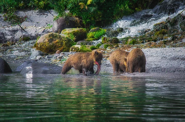 Kamchatka ours brun femelle et oursons pêchent des poissons sur le lac Kuril. Péninsule du Kamchatka, Russie . — Photo