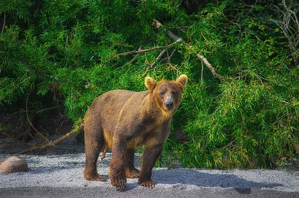 Kamchatka urso marrom pega peixe no lago Kuril. Península de Kamchatka, Rússia . — Fotografia de Stock