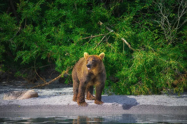 Kamchatka brown bear catches fish on the Kuril Lake. Kamchatka Peninsula, Russia. — Stock Photo, Image