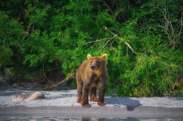 勘察的棕熊在千岛湖上捕到了鱼。勘察加半岛, 俄罗斯. — 图库照片