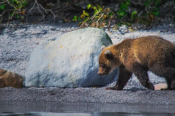 Kamchatka ours brun femelle et oursons pêchent des poissons sur le lac Kuril. Péninsule du Kamchatka, Russie . — Photo