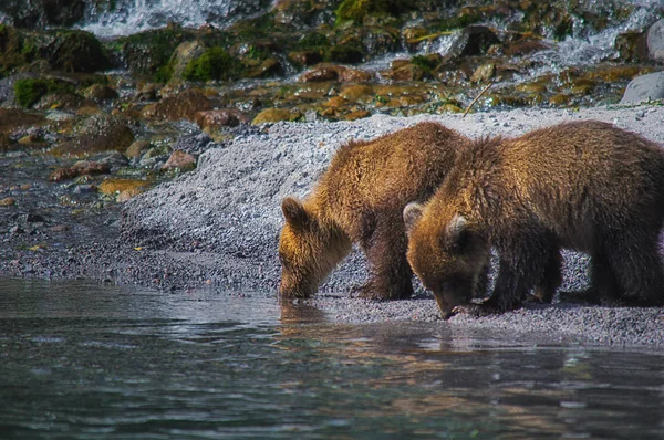 Kamchatka urso marrom fêmea e filhotes de urso pegar peixes no lago Kuril. Península de Kamchatka, Rússia . — Fotografia de Stock