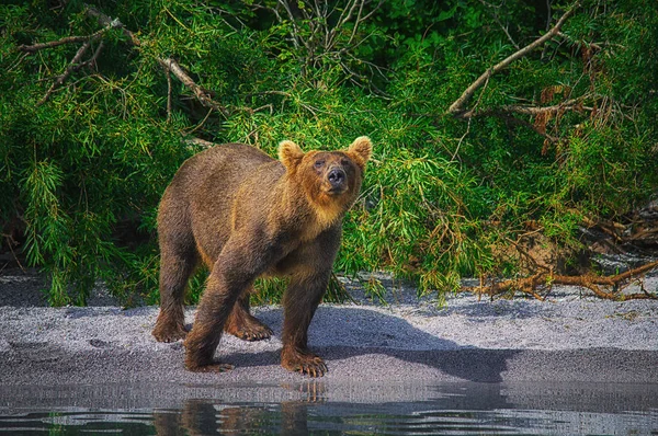 Kamchatka marrone orso femmina e cuccioli di orso pescano pesce sul lago Kuril. Penisola di Kamchatka, Russia . — Foto Stock