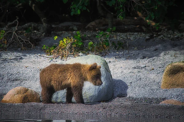 Kamchatka urso marrom fêmea e filhotes de urso pegar peixes no lago Kuril. Península de Kamchatka, Rússia . — Fotografia de Stock